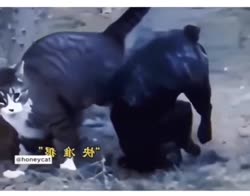 реакция кошек.webm