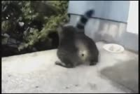 41726828.mp4