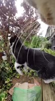 котокамера.mp4