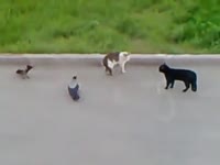 коты и вороны.webm
