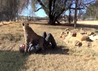 Гепард сел на членAV1.webm