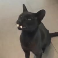 137890348.mp4