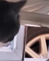 3278903.mp4
