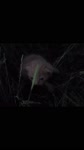 17500978922050.mp4