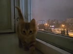17501008713950.mp4