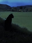 17501011824750.mp4