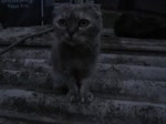 17501012695980.mp4