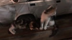 17501022911550.mp4