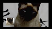 37194093683256.webm