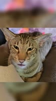 Котик смотрит матом.mp4