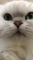 17511274123850.webm