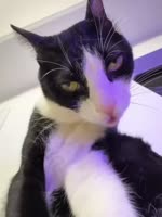 котэ-гифки-живность-8946932.webm
