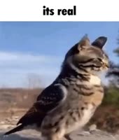 37286507382590.mp4
