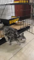 Котик без мозга.mp4