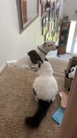 Котя не пускает.mp4