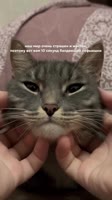 AQPW06A7g2wdwXgYFMyW2Ev9sw.mp4