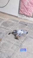 92919911.mp4