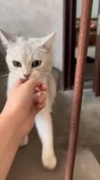 I told u to come, u should come hooman!.mp4