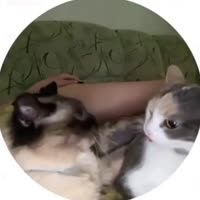 975432025087.mp4