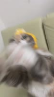 17480857698033.mp4