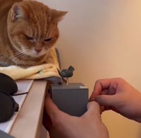 17493576650231.mp4