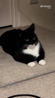 17495829915292.mp4