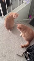 1751200881393.mp4