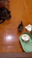 17493365003750.webm