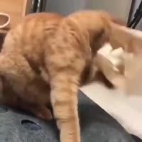 1751204159842.mp4