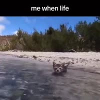 32796537895.mp4