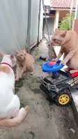 17498442542800.mp4