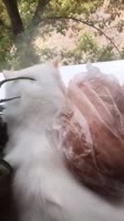 48052478432147.mp4