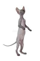 don-sphinx-cat-standing-hind-legs-isolated-white-background-hairless-don-sphinx-cat-107165862.jpg