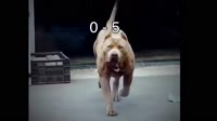 17020340911800.mp4