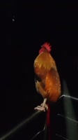16870725108530.mp4