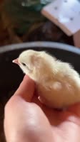 Morning chikens Flava.mp4