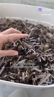зумерский коливинг.mp4