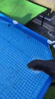 Greedy Otter #Shorts.mp4