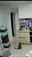 1674045397219451545720x1280.webm
