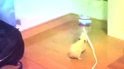 16135947199530.mp4