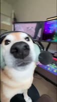 pes.webm
