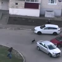 битва с собакой.mp4