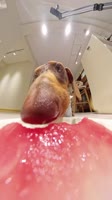 175148797434473223.webm