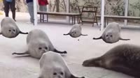 туру туру.mp4