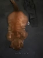 og6OVAxEHJQWQFToAcgIVfGF9fK1TFCUBDGBgQ.mp4