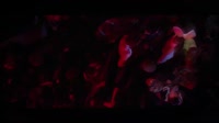 16818613752210.mp4