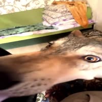 o0R4wKnAUyEBTBQNABplXEi8Sai38vDrIqHQP.mp4