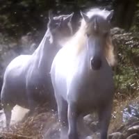 unicorn.mp4