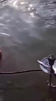17344620750511.webm