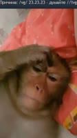 17511772265340.webm